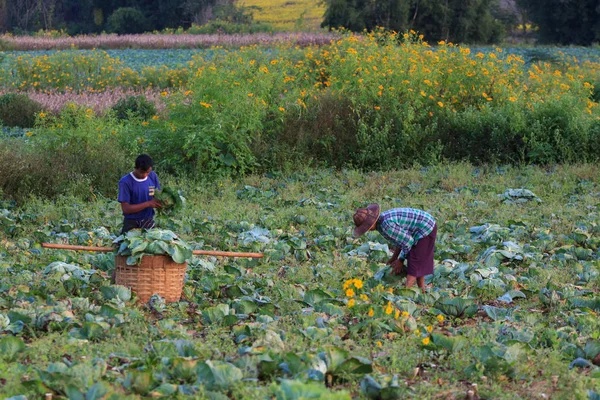 Kalaw Highlands, Myanmar-Listopad 18 2019: miejscowi rolnicy zbioru kalafiora w dziedzinach w górach wokół Kalaw i Inle Lake, Myanmar. — Zdjęcie stockowe