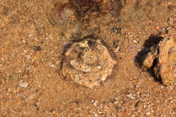 Ellyfish Karimunjawa, Java, Endonezya plajlarında bulundu
