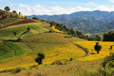 Kalaw'dan Myanmar'daki Inle Gölü'ne yürüyüş yaparken görülen Kalaw dağlık larının renkli yuvarlanan tepelerinin nefes kesen manzarası