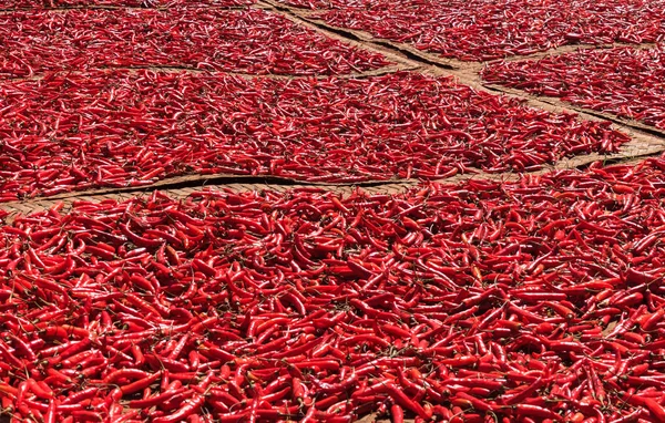 Kırmızı biber biber güneşte kurutma