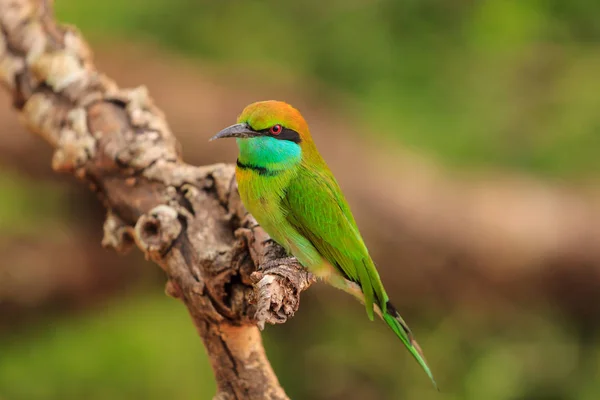 Yeşil Arı yiyen, ya da Merops orientalis, bulundu yala Milli Parkı, Sri Lanka — Stok fotoğraf