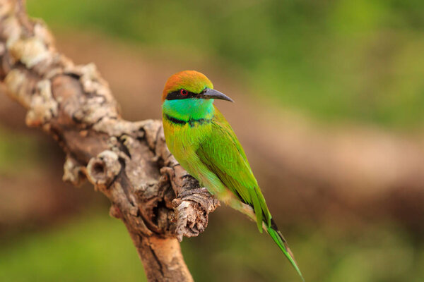 Green Bee Eater, or Merops orientalis, found Yala national Park, Sri Lanka