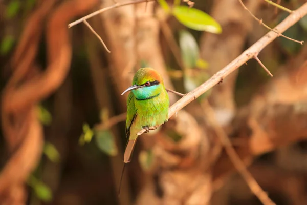 Yeşil Arı yiyen, ya da Merops orientalis, bulundu yala Milli Parkı, Sri Lanka
