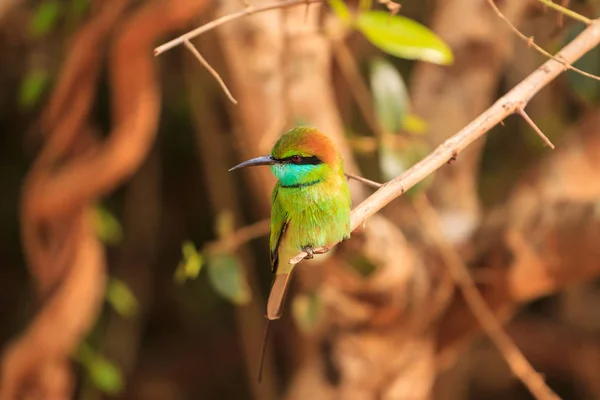 Yeşil Arı yiyen, ya da Merops orientalis, bulundu yala Milli Parkı, Sri Lanka