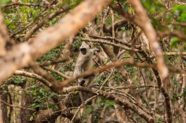 Bir ağaçta vahşi Gibbon maymun, Yala Ulusal Parkı, Sri Lanka