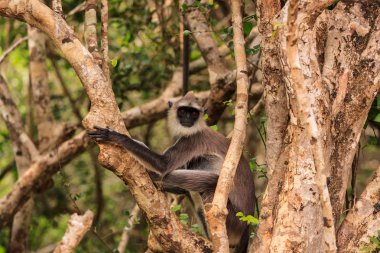 Bir ağaçta vahşi Gibbon maymun, Yala Ulusal Parkı, Sri Lanka