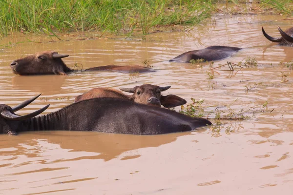 Buffalo de agua en el Parque Nacional de Yala, Sri Lanka —  Fotos de Stock