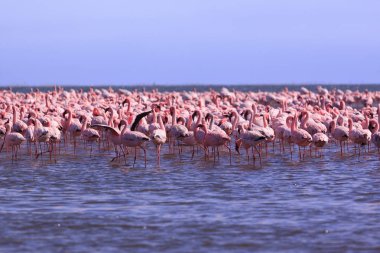 Bir Flamboyance Flamingoes içinde Swakopmund, Namibya