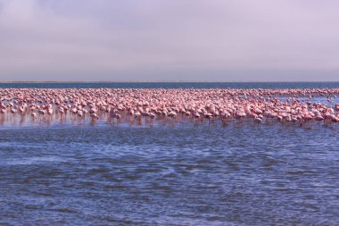 Bir Flamboyance Flamingoes içinde Swakopmund, Namibya