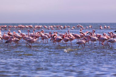 Bir Flamboyance Flamingoes içinde Swakopmund, Namibya