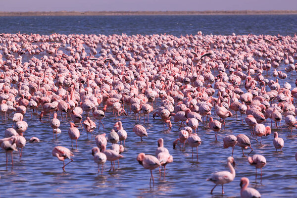 Пламя фламинго в Свакопмунде, Намибия

