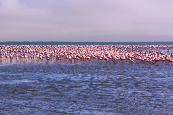 Bir Flamboyance Flamingoes içinde Swakopmund, Namibya