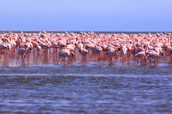 Bir Flamboyance Flamingoes içinde Swakopmund, Namibya