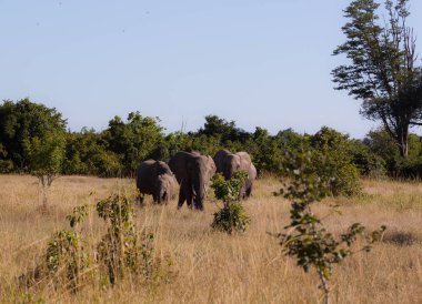 Güney Luangwa Ulusal Parkı, Zambiya filler bir grup