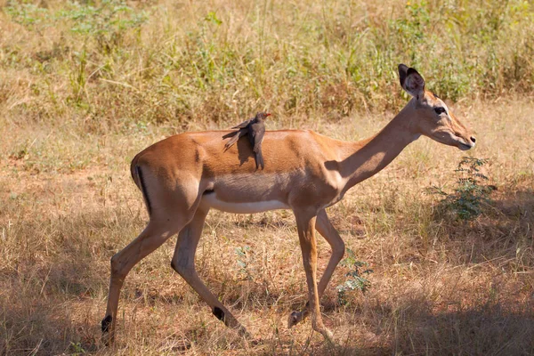 Pájaro en un enganche un paseo en un Impala —  Fotos de Stock