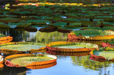Victoria Amazonica zambaklar Pamplemousses Boticanal Gardens, Mauritius içinde
