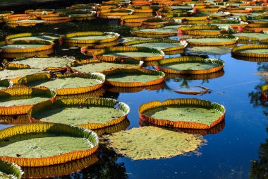 Victoria Amazonica zambaklar Pamplemousses Boticanal Gardens, Mauritius içinde