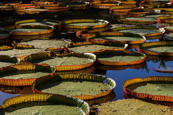 Victoria Amazonica zambaklar Pamplemousses Boticanal Gardens, Mauritius içinde