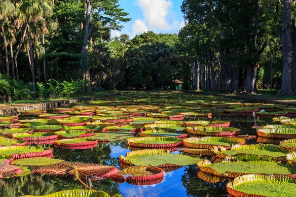 Victoria Amazonica zambaklar Pamplemousses Boticanal Gardens, Mauritius içinde