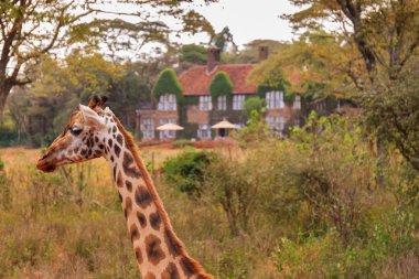 The Giraffe Centre located near Nairobi, Kenya clipart