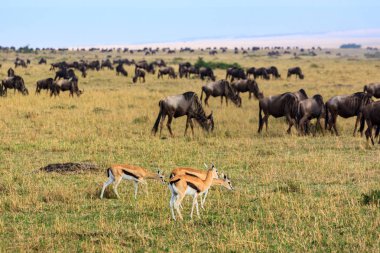 Masai Mara Milli Parkı'nda Impalas ve wildebeast