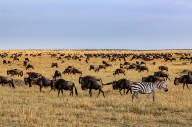 Masai Mara Milli Parkı'nda Impalas ve zebra