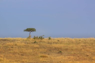 Masai Mara ovalarında tek ağaç