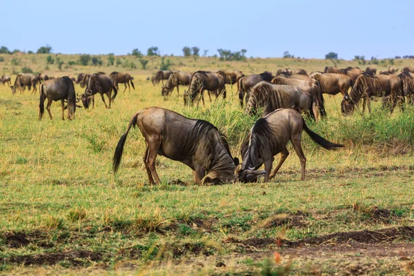 Masai Mara Milli Parkı'nda wildebeast mücadele — Stok fotoğraf