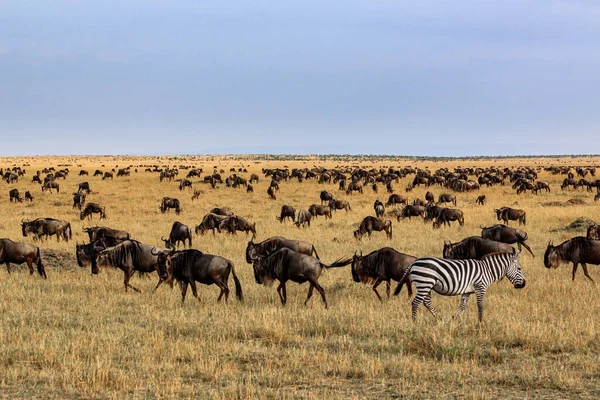 Impalas y cebra en el Parque Nacional Masai Mara —  Fotos de Stock