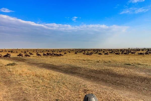 Masai Mara Milli Parkı'nın ovalarında sonsuz vahşi doğa denizi