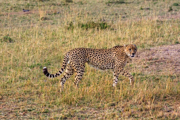 Gepard w parku narodowym Masai Mara w Kenii — Zdjęcie stockowe