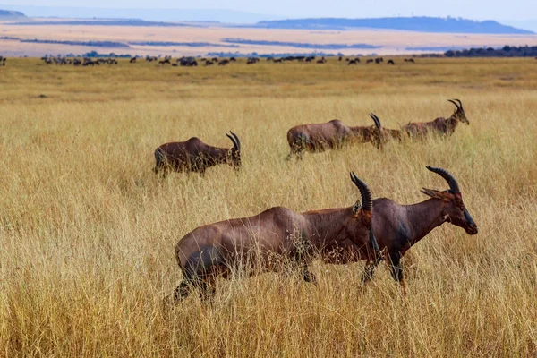 Masai Mara Milli Parkı'nda topi antilopları