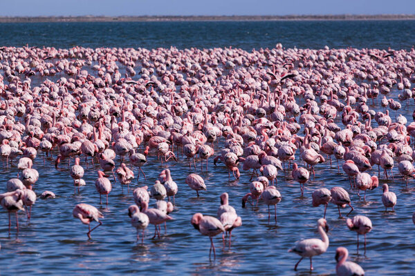 Пламя фламинго возле Свакопмунда, Намибия
