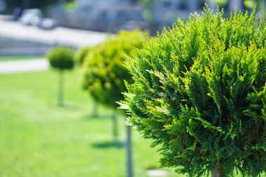 Güzel çalılar ve yeşil çim Park. Çim doğada evin önünde. Peyzaj tasarımı. Stok fotoğraf