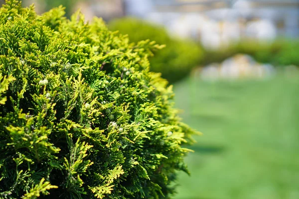 Park Beautiful Bushes Green Lawn Lawn Front House Nature Landscape — Stock Photo, Image