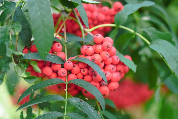 Baies Rouges Frêne Montagne Sur Fond Bois Feuilles Été Automne — Photo