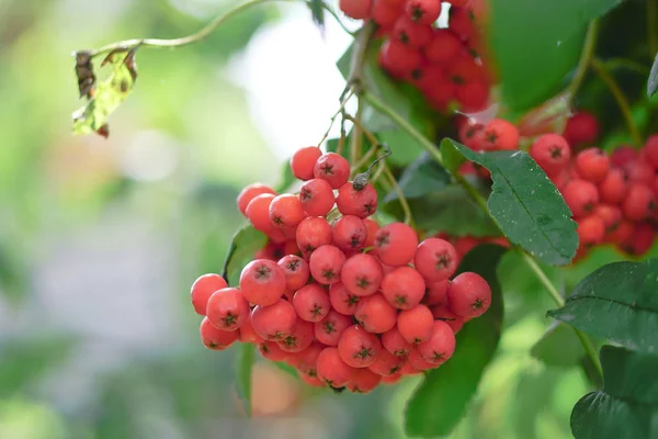 Rote Beeren Der Eberesche Auf Dem Hintergrund Von Holz Und — Stockfoto