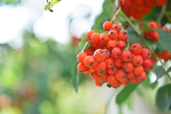 Baies Rouges Frêne Montagne Sur Fond Bois Feuilles Été Automne — Photo