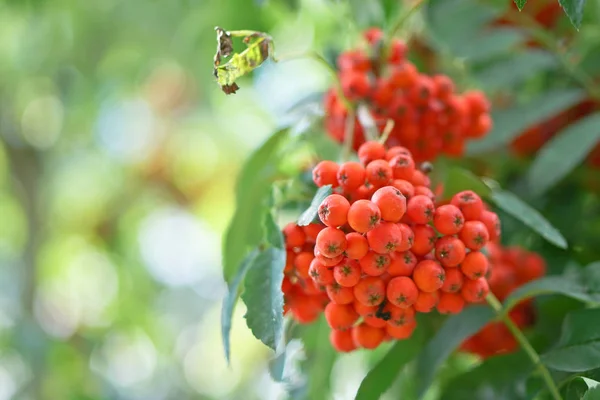 Baies Rouges Frêne Montagne Sur Fond Bois Feuilles Été Automne — Photo