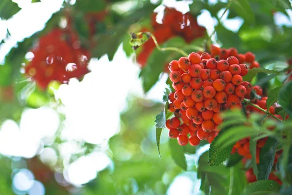 Bayas Rojas Fresno Montaña Sobre Fondo Madera Hojas Verano Otoño —  Fotos de Stock