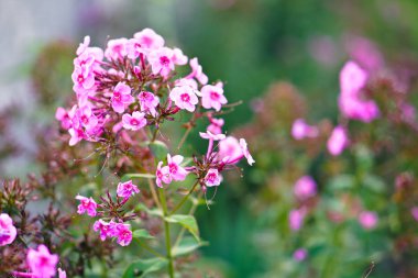 Doğa ve çayır bulanık bir arka plan üzerinde güzel çok renkli çiçekler. Tasarım için stok fotoğraf