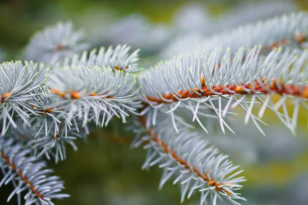 Tak Van Een Blauwachtige Kleurtoon Mooie Natuurlijke Achtergrond Voor Design — Stockfoto