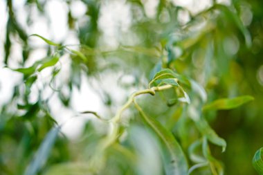 Yeşil yeşillik güzel görüntüsü. Arka plan tasarımı için bırakır. Stok fotoğraf