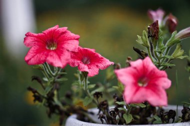 Doğa ve çayır bulanık bir arka plan üzerinde güzel çok renkli çiçekler. Tasarım için stok fotoğraf