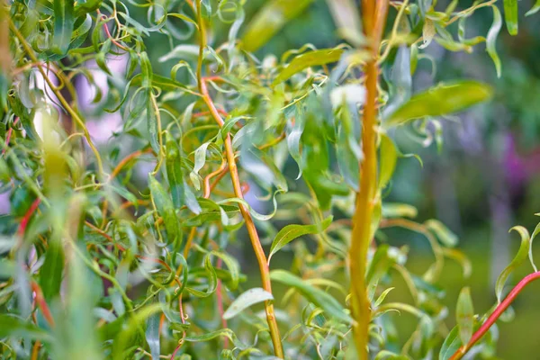 Hermosa Imagen Follaje Verde Deja Fondo Para Diseño Fotos Stock —  Fotos de Stock