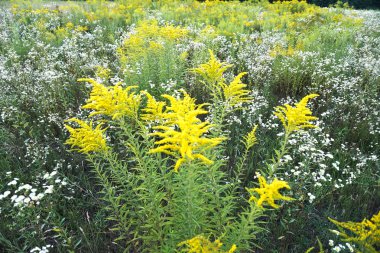 Sarı çiçekler bir çayırda. Güzel çiçek arka plan görüntüsü için tasarım. Stok fotoğraf