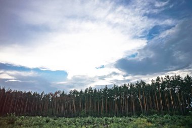 Güzel bir akşam, yatay, zaten karanlık ağaçlar. Sonbahar yaz arka plan tasarımı için