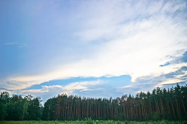 Bellissimo Paesaggio Serale Già Con Alberi Scuri Sfondo Estivo Autunnale — Foto Stock