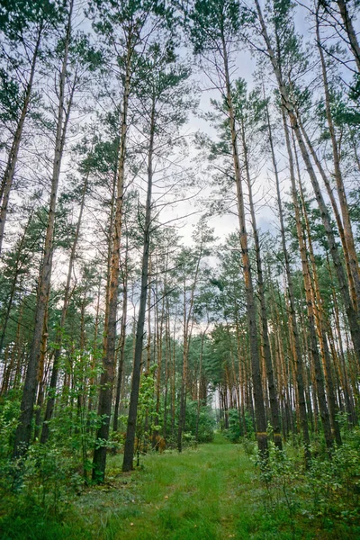 Bellissimo Paesaggio Serale Già Con Alberi Scuri Sfondo Estivo Autunnale — Foto Stock