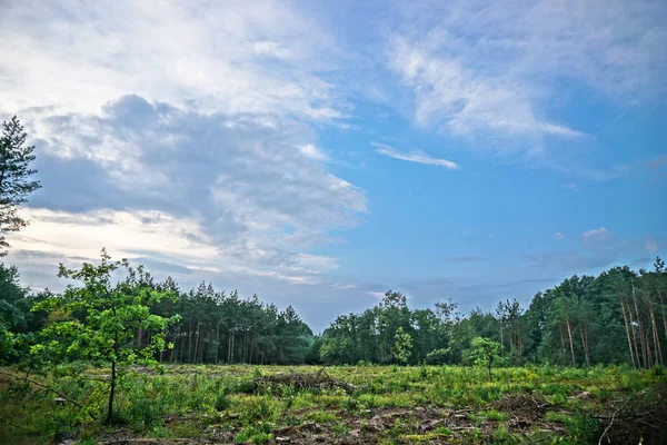 Bellissimo Paesaggio Serale Già Con Alberi Scuri Sfondo Estivo Autunnale — Foto Stock